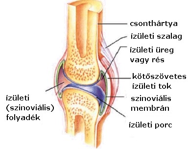 izomfájdalom ízületi csontok váll sérülési mechanizmus